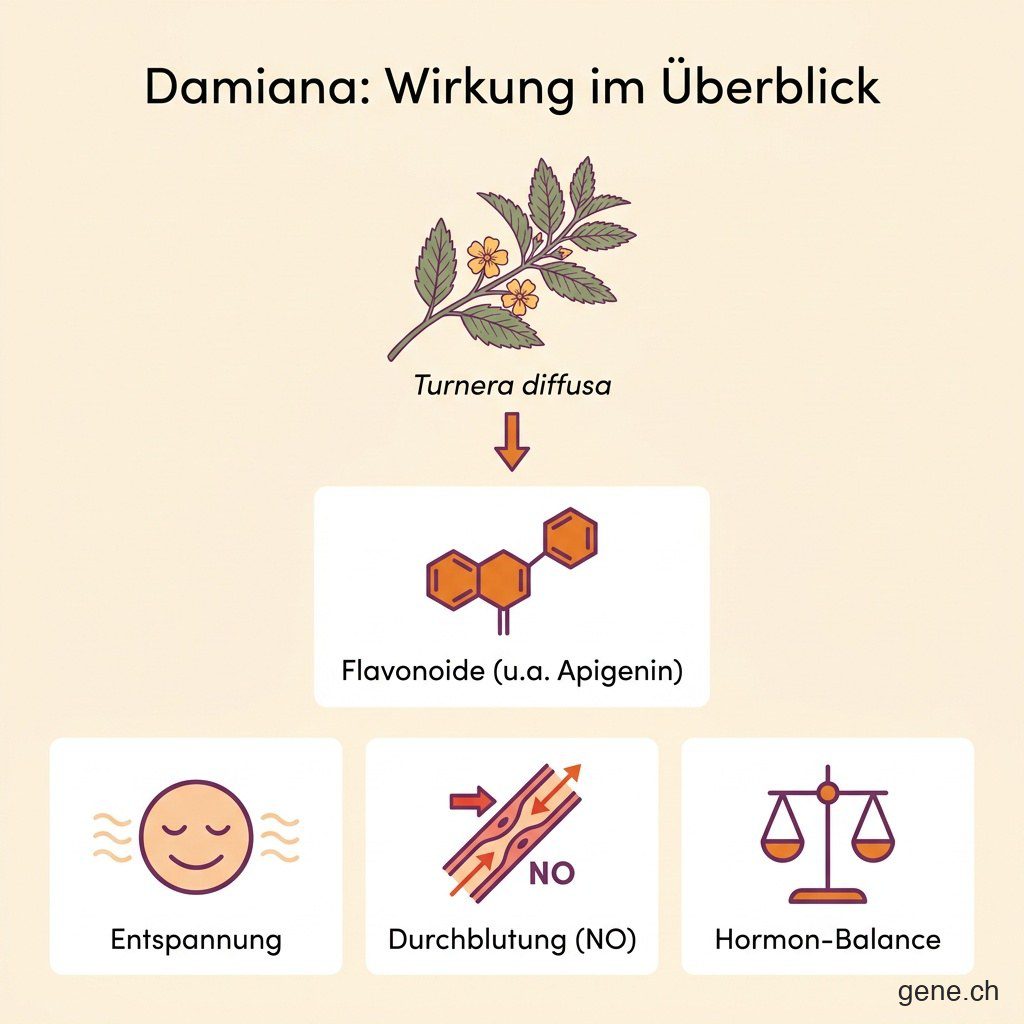 Infografik: Damiana wirkt über Flavonoide auf Entspannung, Durchblutung und Hormon-Balance