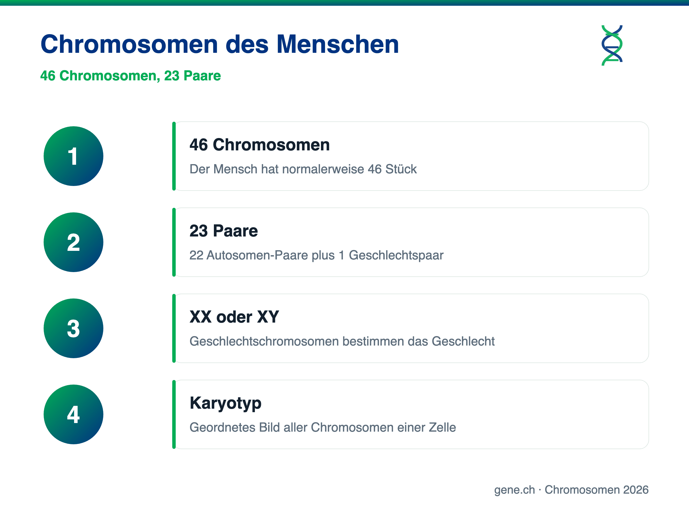 Infografik: Anzahl und Aufbau der menschlichen Chromosomen
