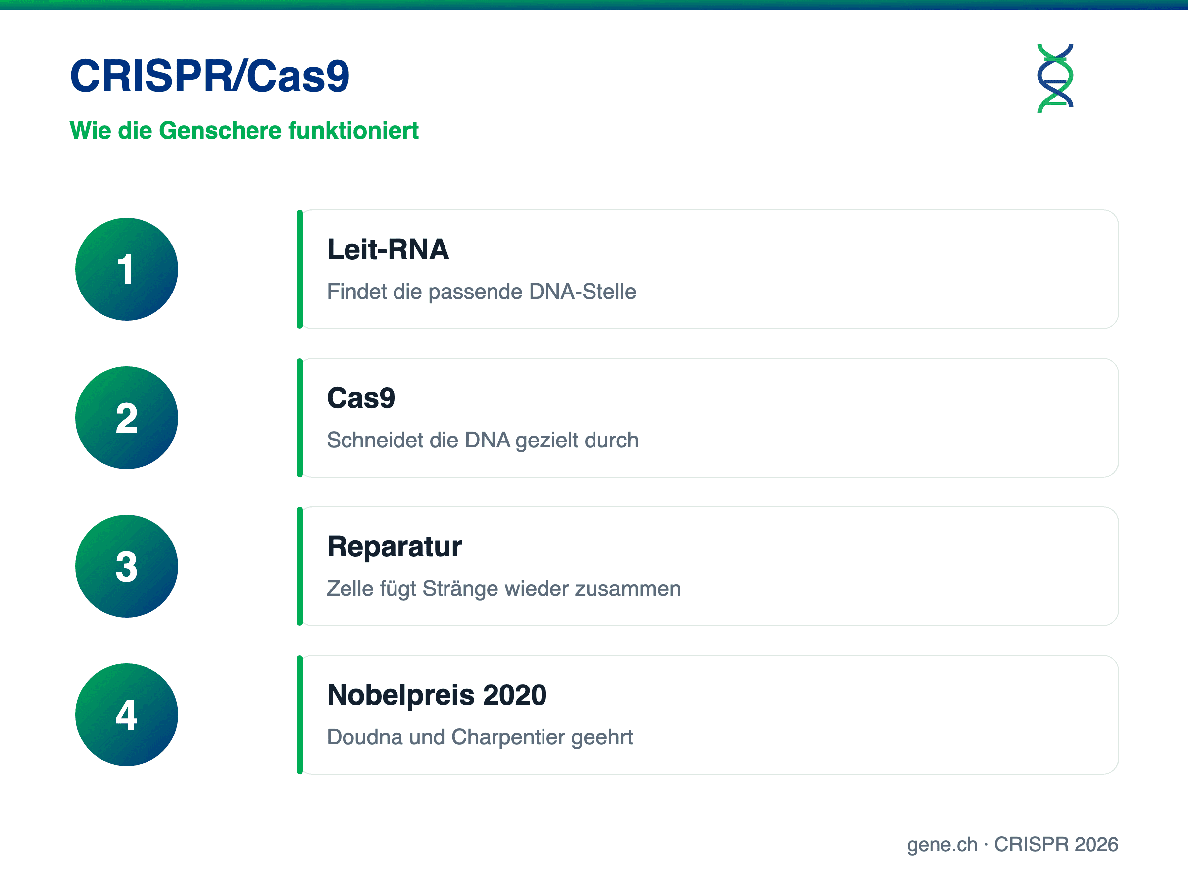 Infografik: Funktionsweise der CRISPR/Cas9-Genschere in vier Schritten