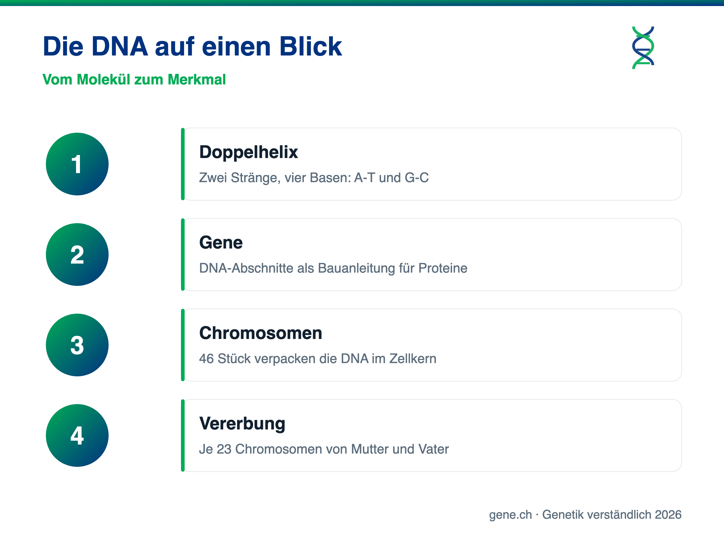 Infografik: DNA, Gene, Chromosomen und Vererbung im Überblick