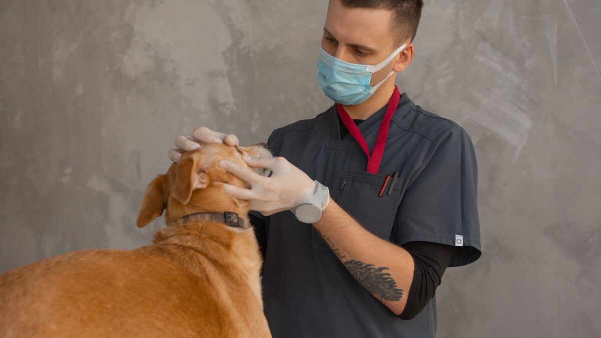 Hund beim Tierarzt für einen DNA-Test
