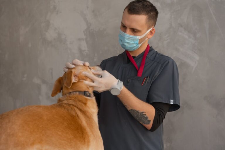 Hund beim Tierarzt für einen DNA-Test