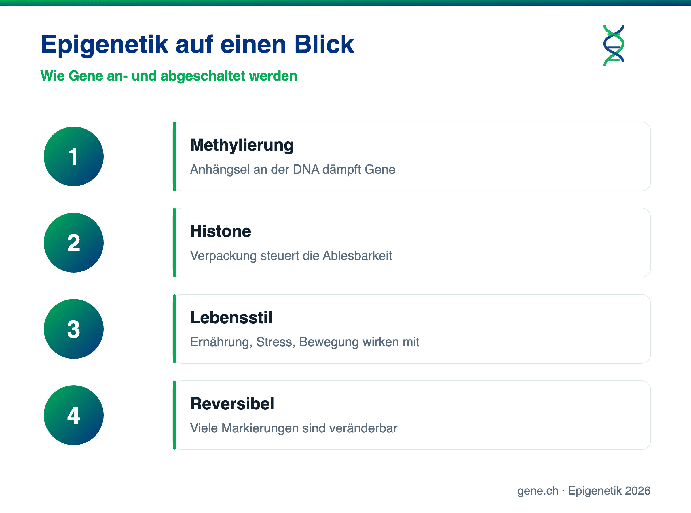 Infografik: Methylierung, Histone und Lebensstil als epigenetische Schalter