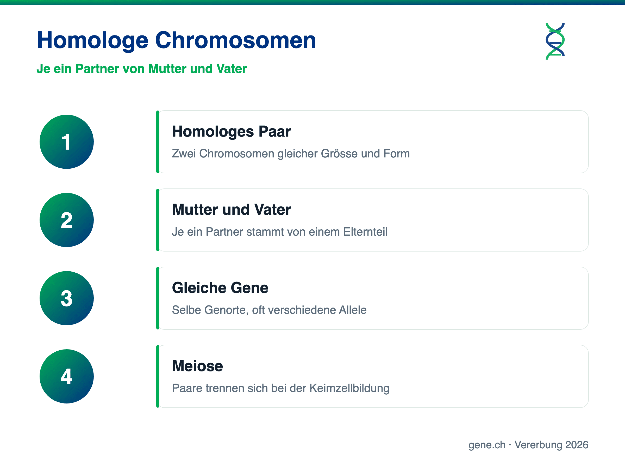 Infografik: Aufbau und Funktion homologer Chromosomen