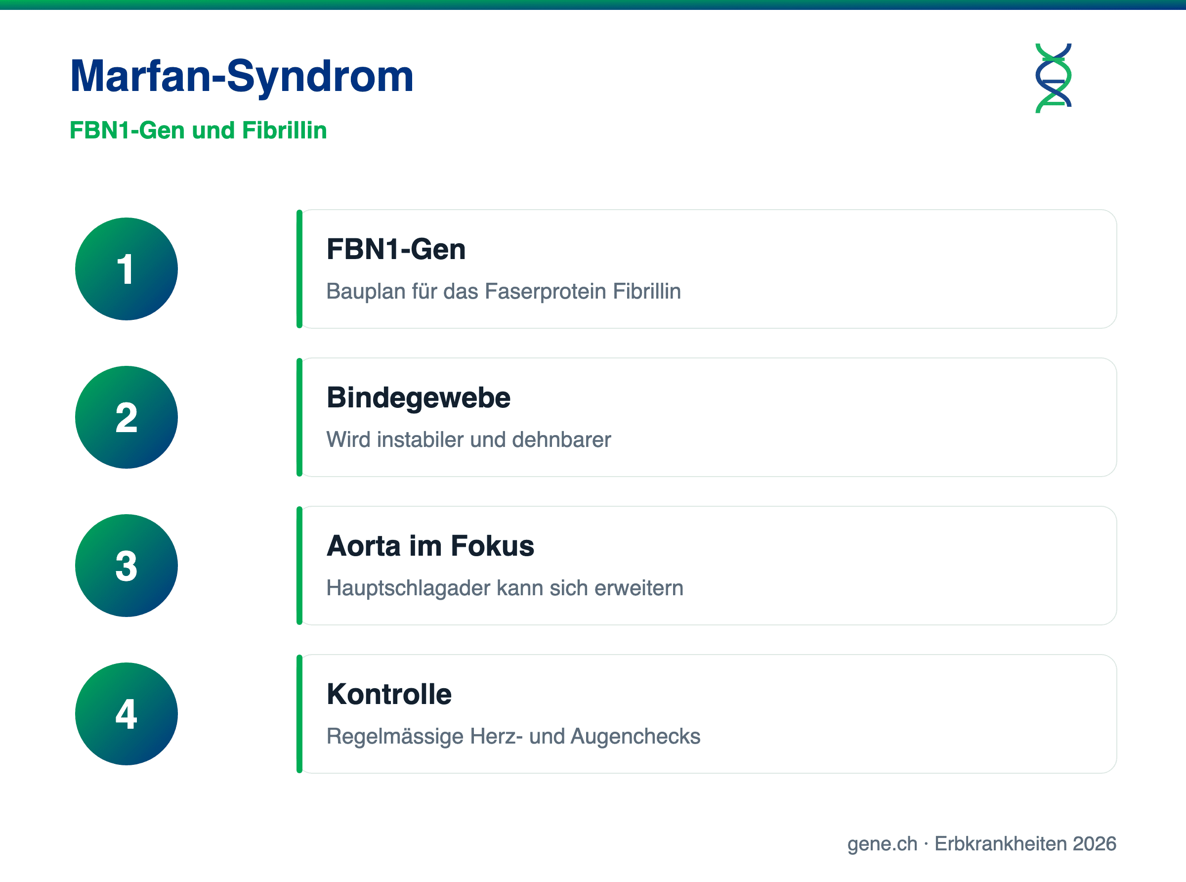 Infografik: FBN1-Gen, Fibrillin und Aorta beim Marfan-Syndrom