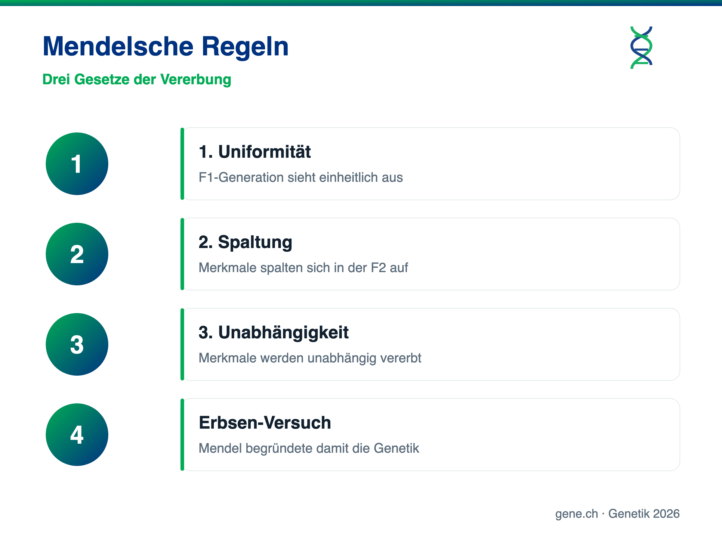 Infografik: Die drei Mendelschen Regeln