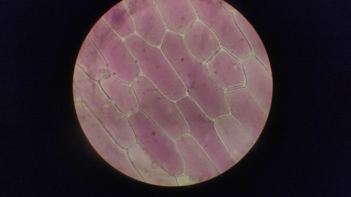 Symbolbild für Mitochondrien und mtDNA