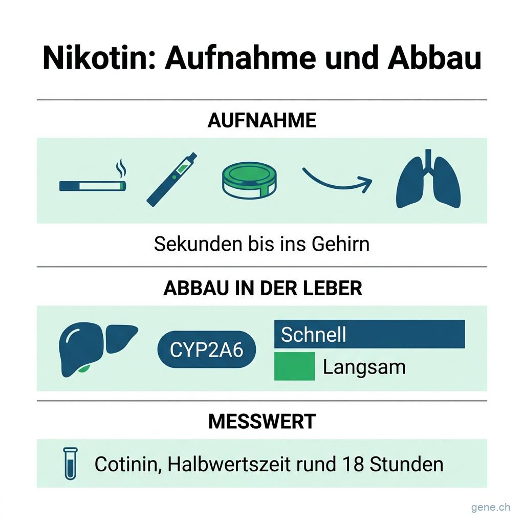 Infografik: Nikotin gelangt aus Zigarette, Vape oder Nikotinbeutel in Sekunden ins Gehirn und wird in der Leber über CYP2A6 zu Cotinin abgebaut