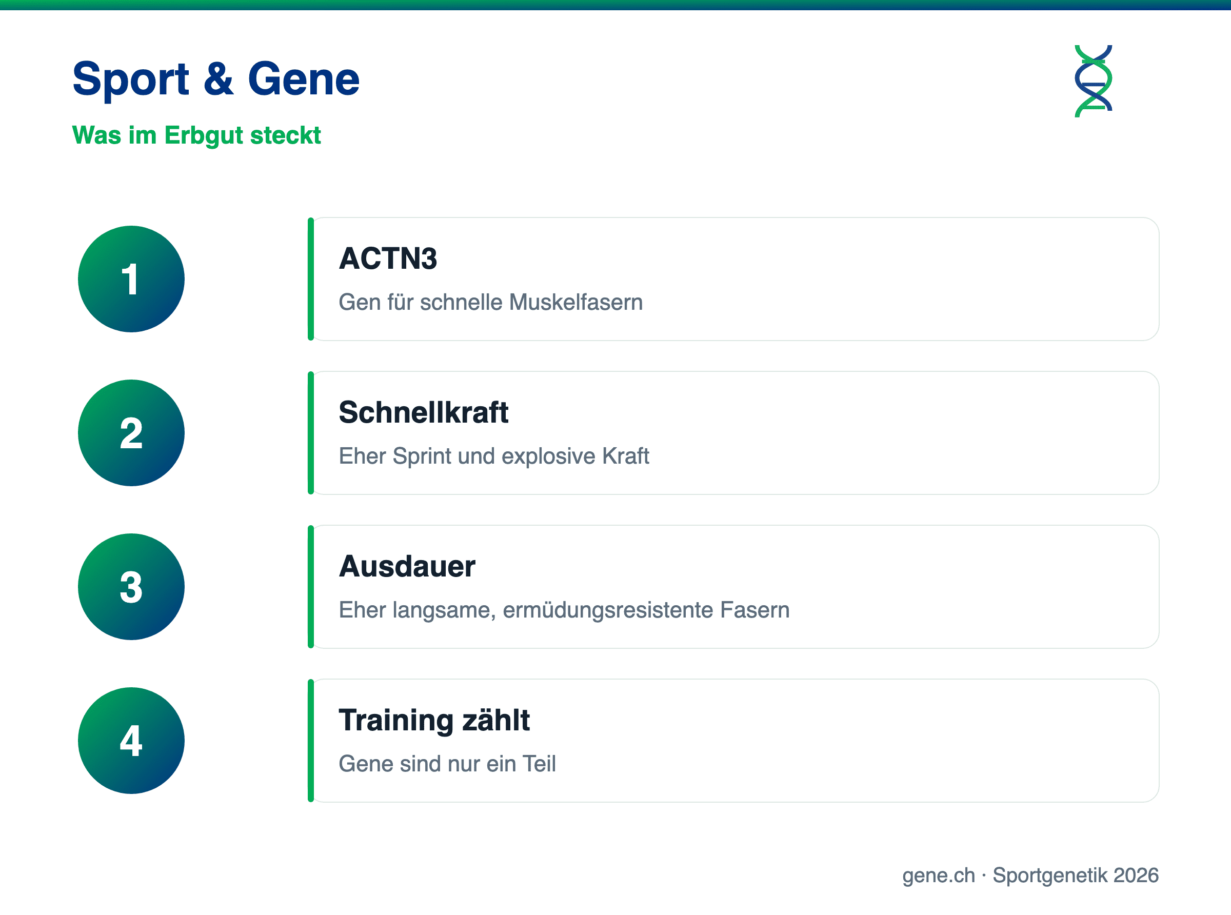 Infografik: ACTN3 und Muskelfasertypen in der Sportgenetik