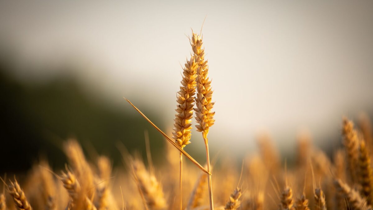 Zöliakie: Wenn Gene und Immunsystem auf Gluten reagieren